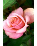 Роза чайно-гибридная Нобилис нежно-розовая | Троянда чайно-гібридна Нобіліс ніжно-рожева | Hybrid tea rose Nobilis pink